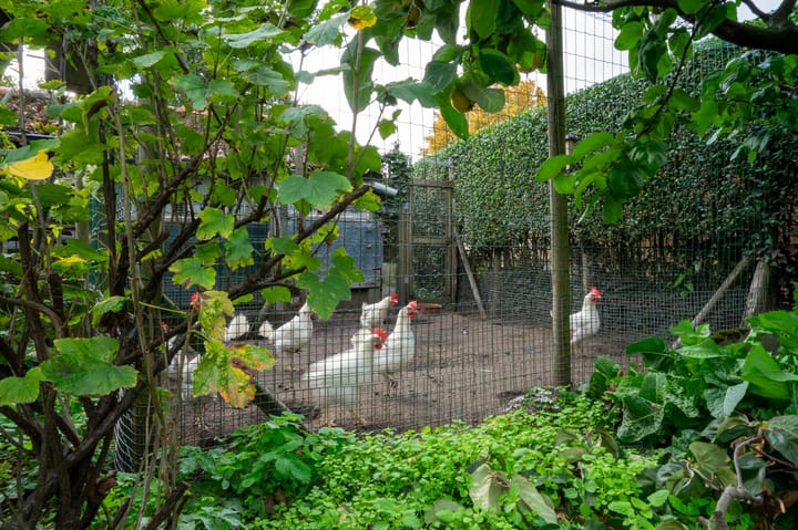 Foto 46 van Dorpsstraat 68