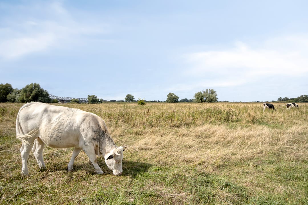 Photo 43 of Schout van Hanswijkplein 188