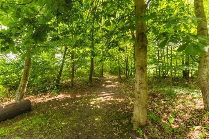 Foto 31 van Jonkerslandreed 5