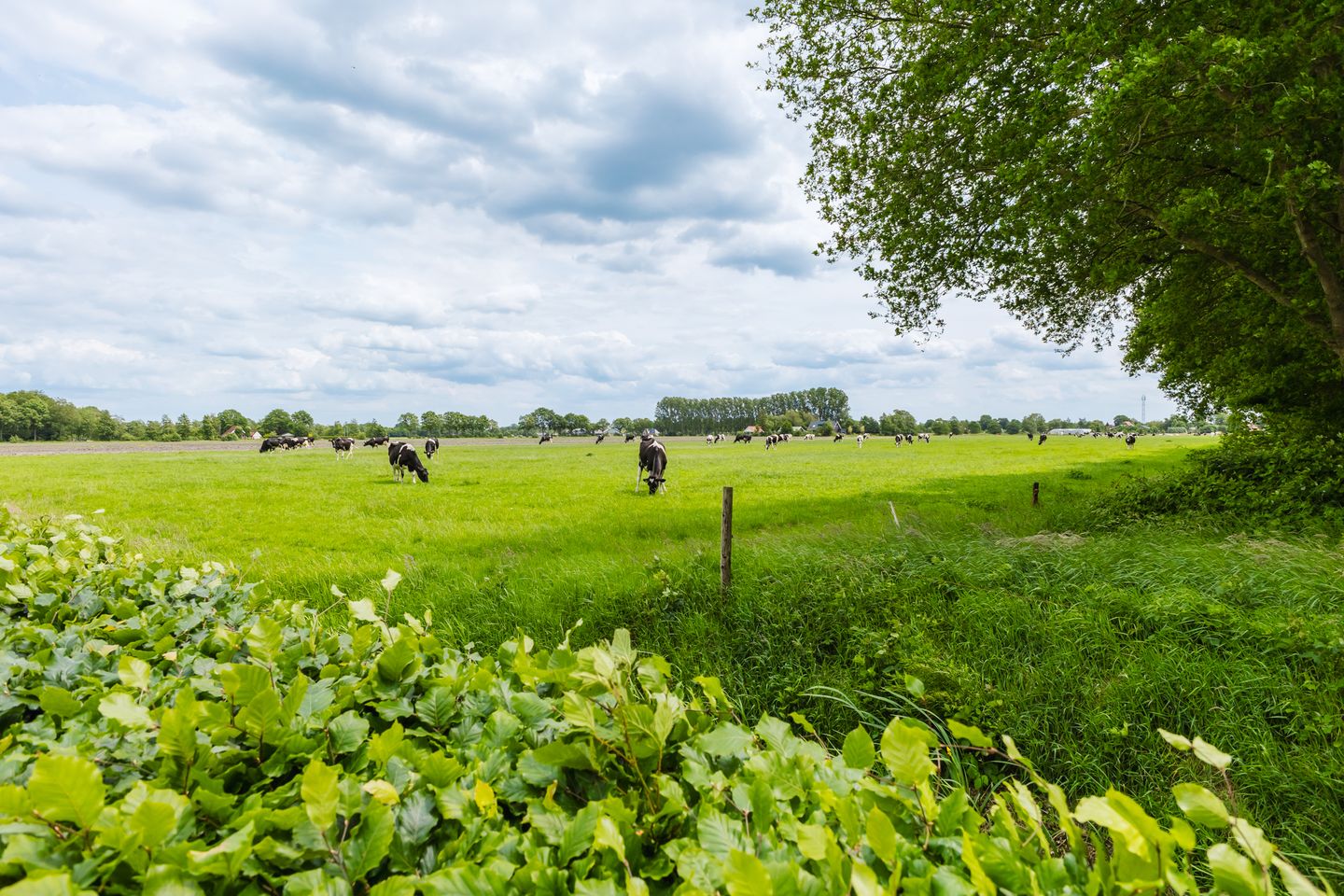 Photo 35 of Jonkerslandreed 5