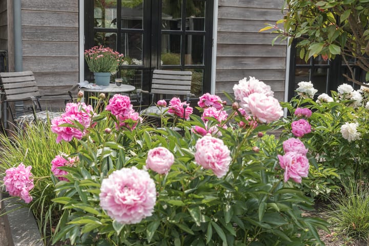 Foto 25 van Klavergriend 19