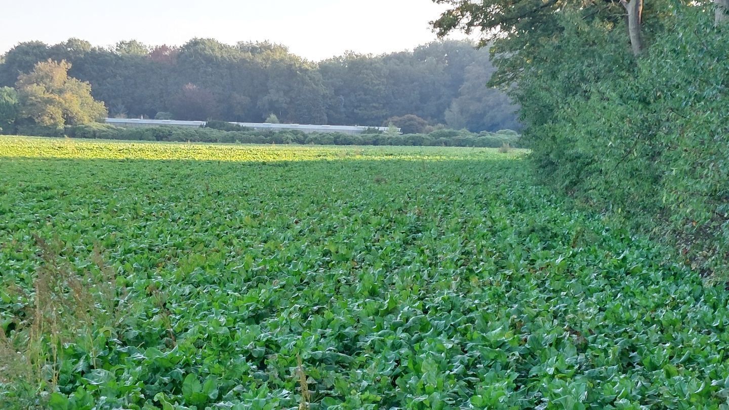 View photo 5 of Helmeer nabij Krekelkamp