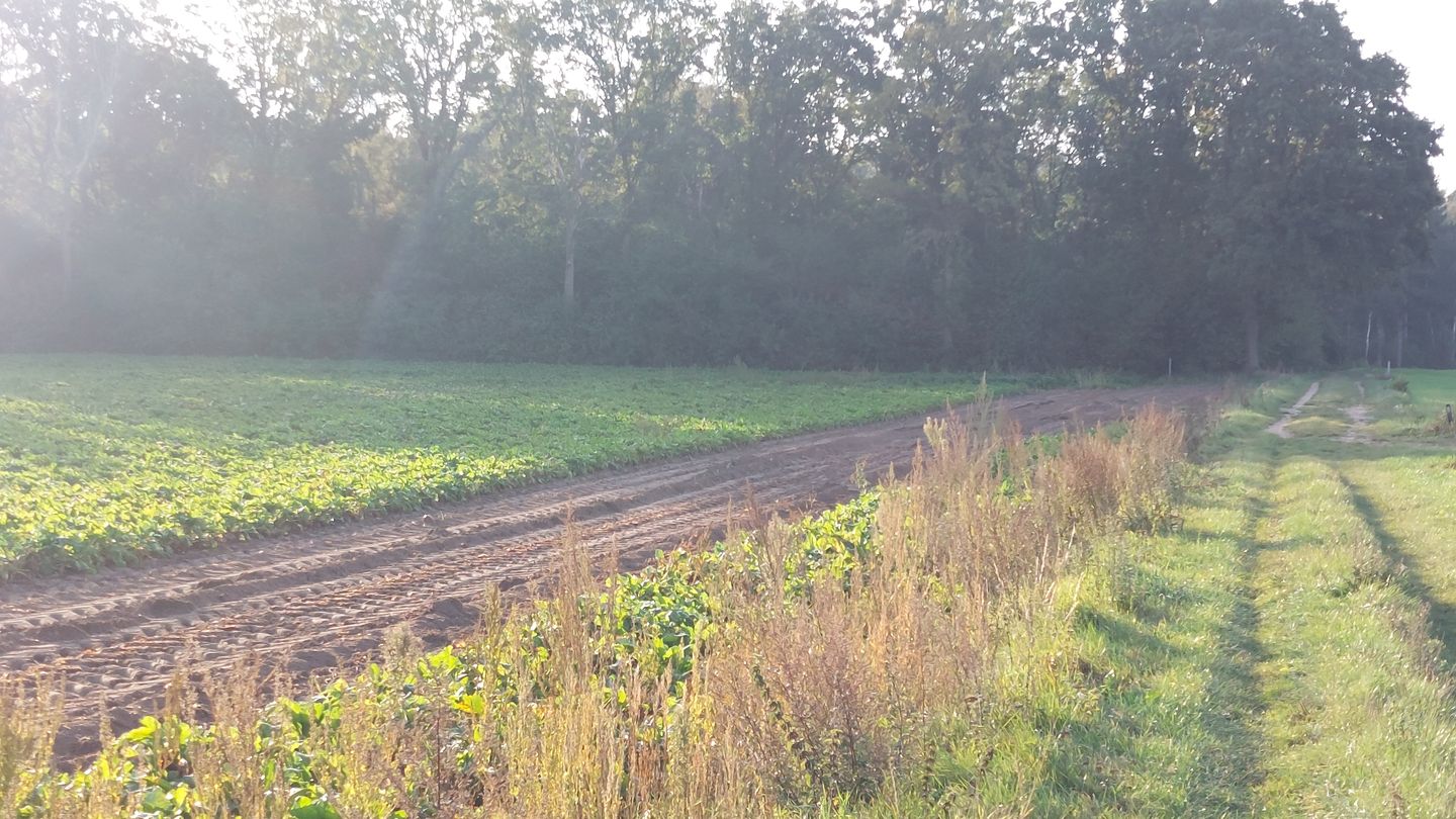 View photo 3 of Helmeer nabij Krekelkamp