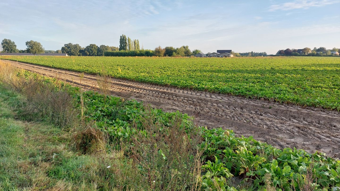 View photo 4 of Helmeer nabij Krekelkamp