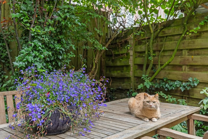 Foto 21 van Heemraadssingel 108-B