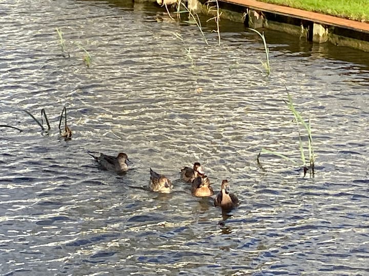 Foto 36 van Laan van Europa 175