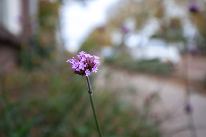 Foto 46 van Jutfaseweg 159