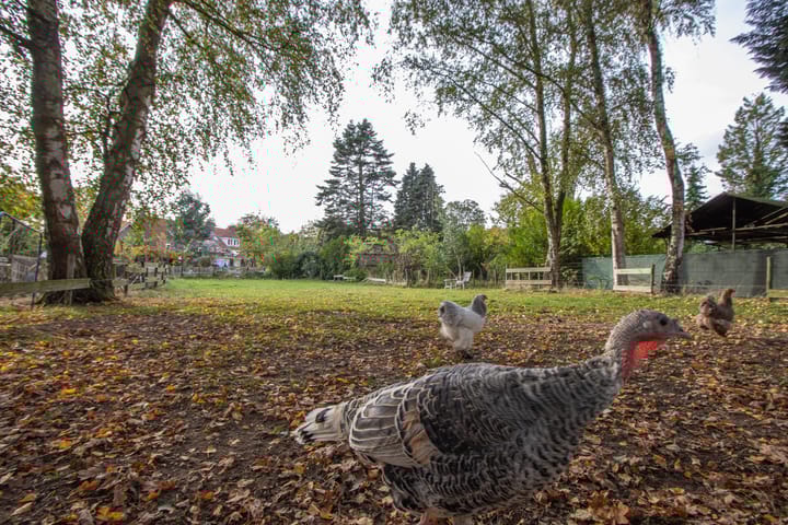 Photo 3 of Oude Thornerweg 13