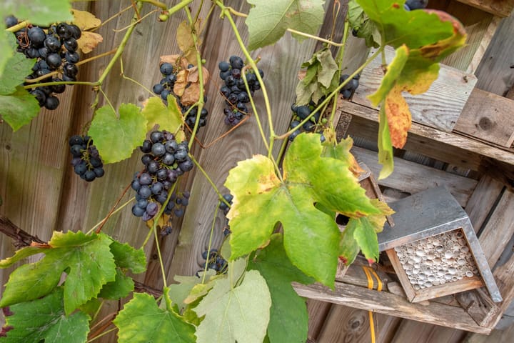 Foto 18 van Kortenhoeve 20