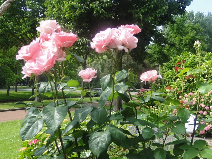 Foto 43 van Marie van Eijsden-Vinkstraat 23