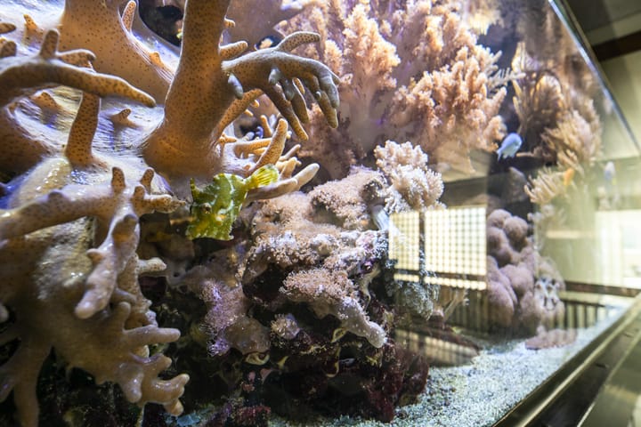 Foto 46 van Seinpostduin 156