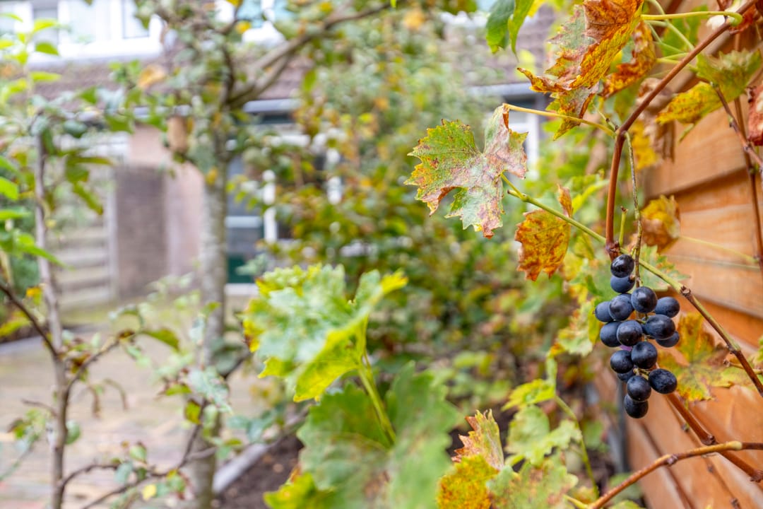 Foto 31 van Brede Akker 30