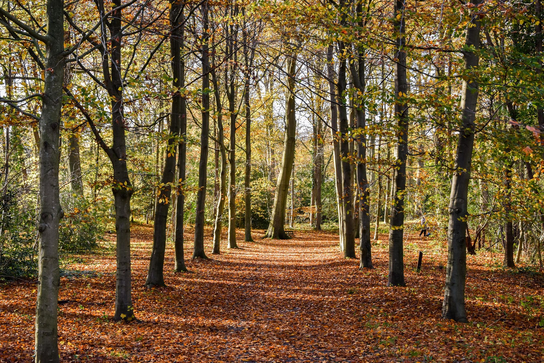 Photo 18 of Mollaan 1-C