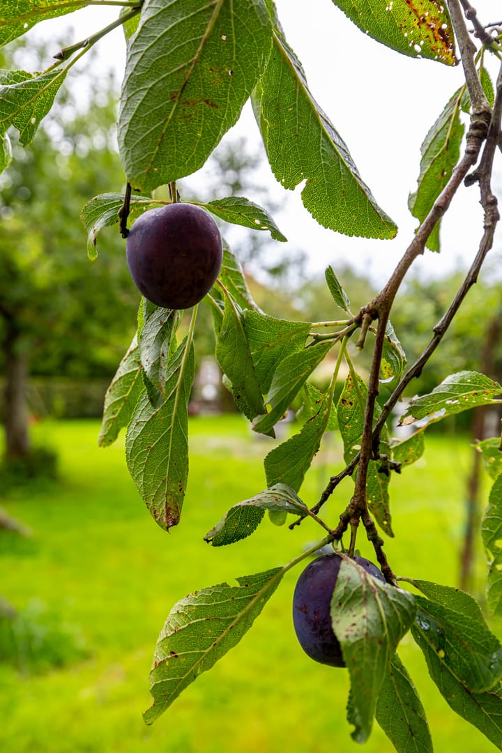 Photo 76 of Borgercompagnie 86