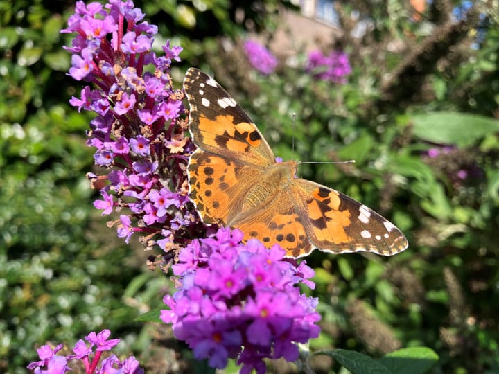 Foto 33 van Generaal Kraijenhoffstraat 57