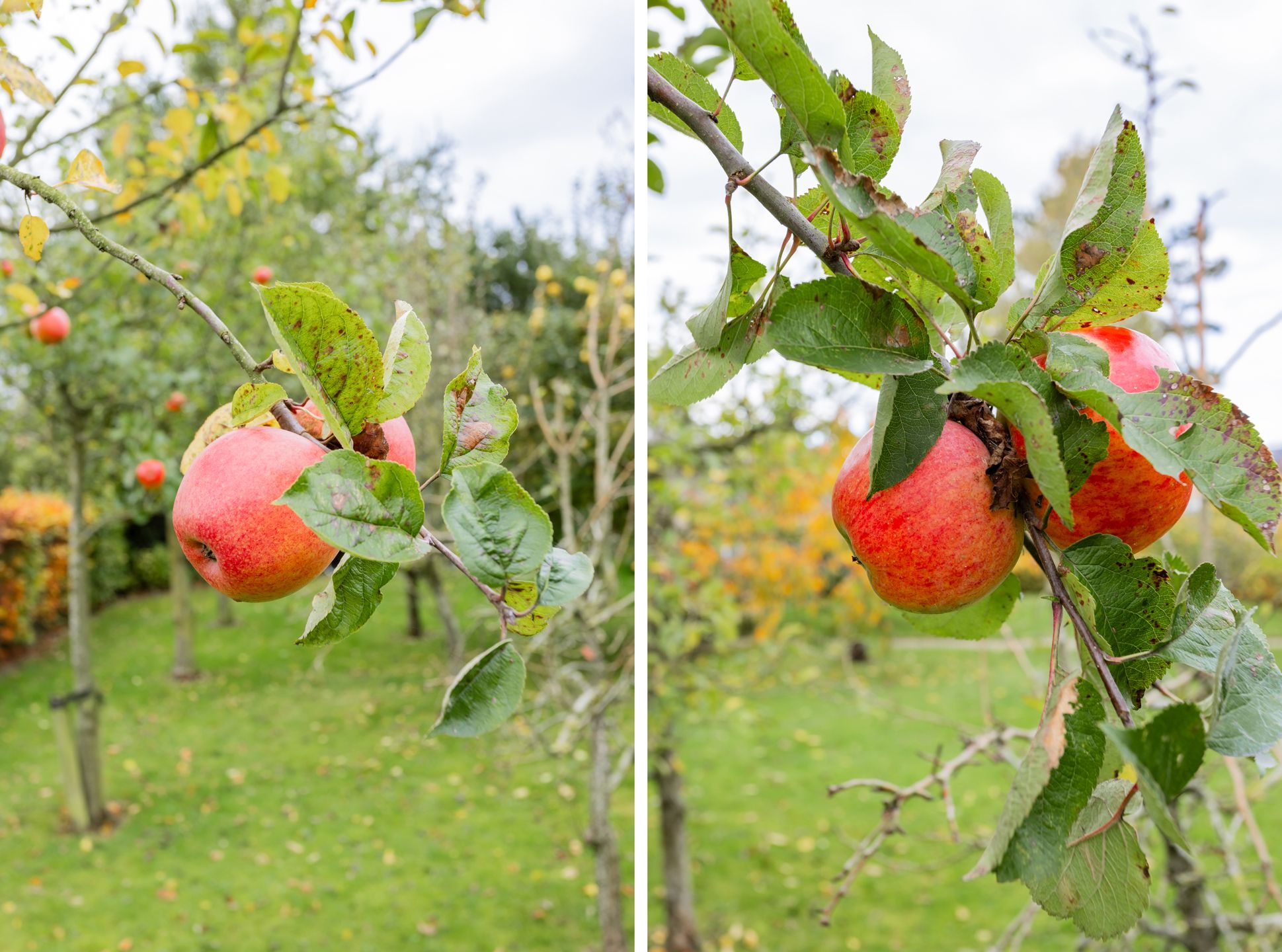 Foto 48 van Groene Zoom 2