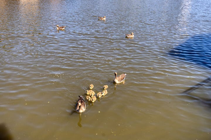 Photo 37 of De Oeverlanden 211