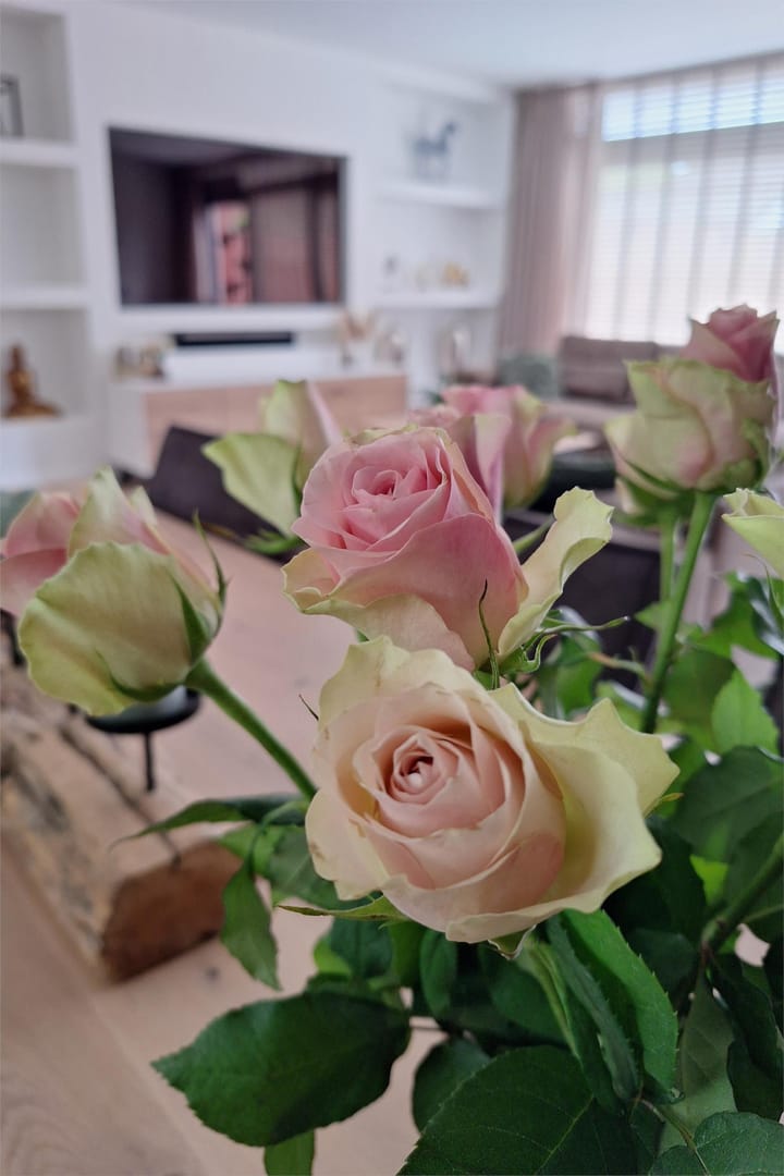 Foto 10 van Orion 19