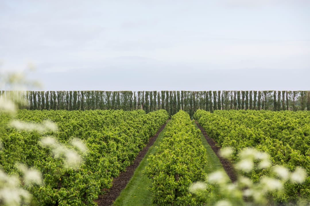 Foto 26 van Noordweg 9