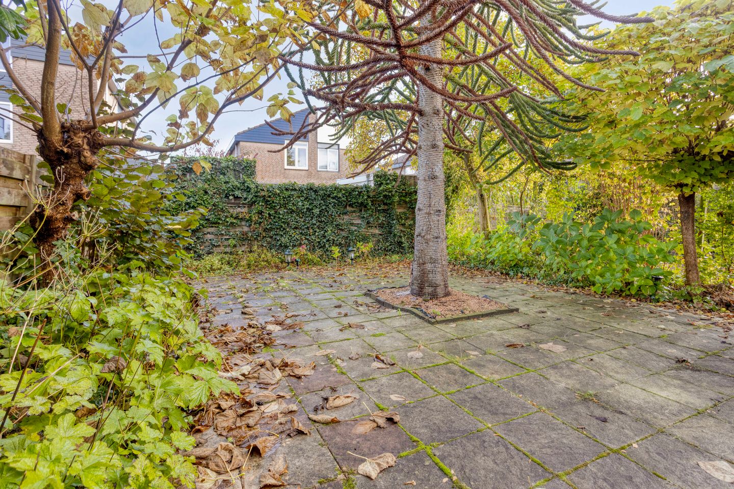 Foto 4 van Koningsvaren 12