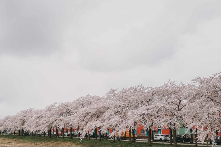 Foto 36 van Terracottastraat 106