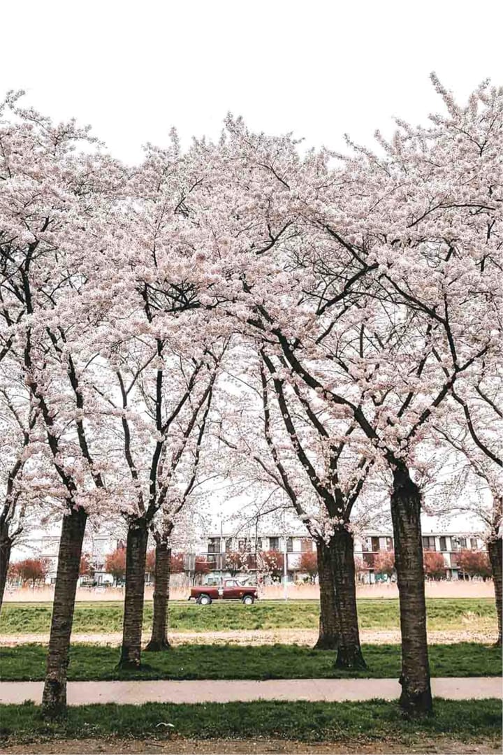 Foto 37 van Terracottastraat 106