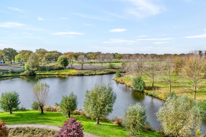 Foto 3 van Goudplevier 9