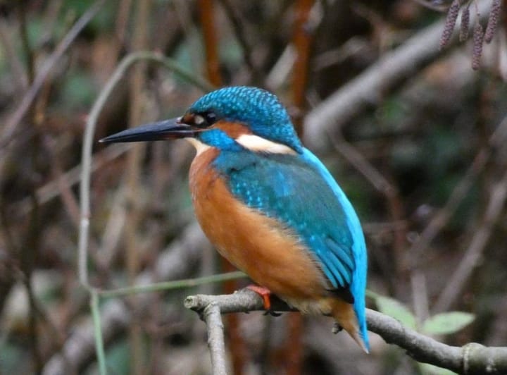 Photo 30 of Aragon 12