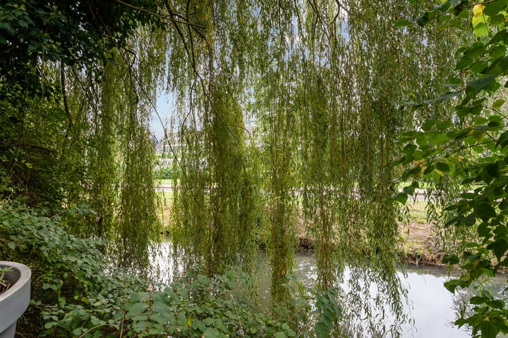 Photo 29 of Duizendblad 29