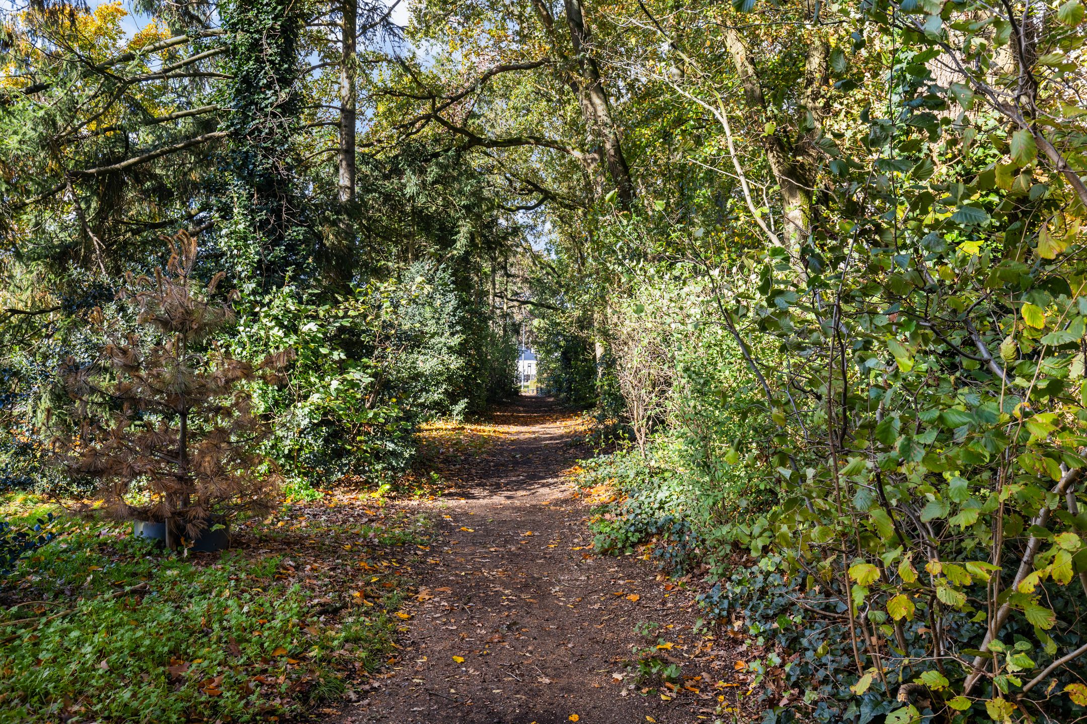 Foto 45 van Kamperfoeliehof 21