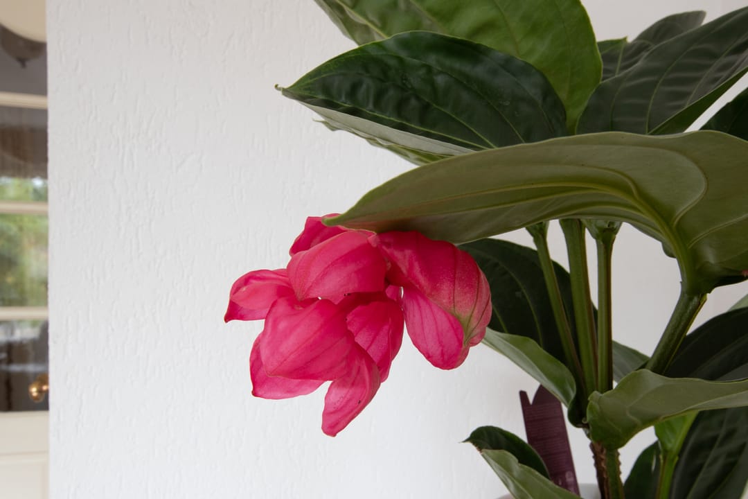 Foto 13 van Livingstonelaan 34