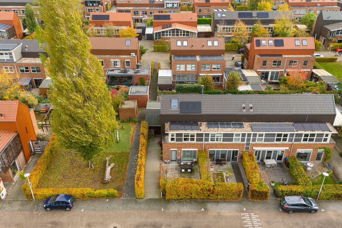 Foto 50 van Citroenvlinder 25