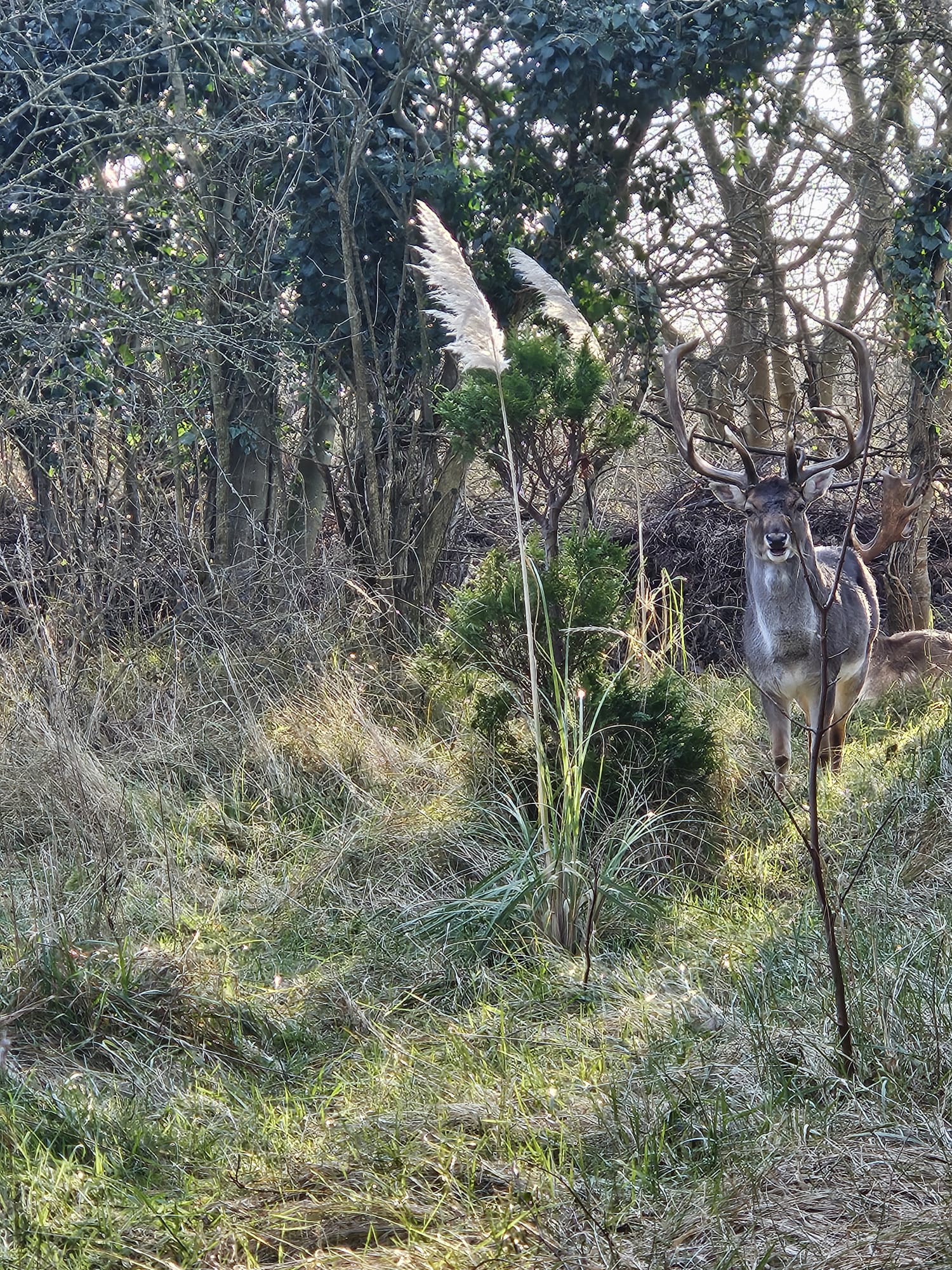 Foto 45 van Lage Bos 23