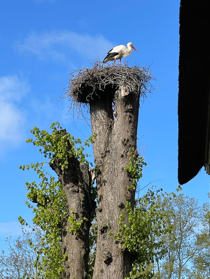 Photo 81 of Oud Avereest 3