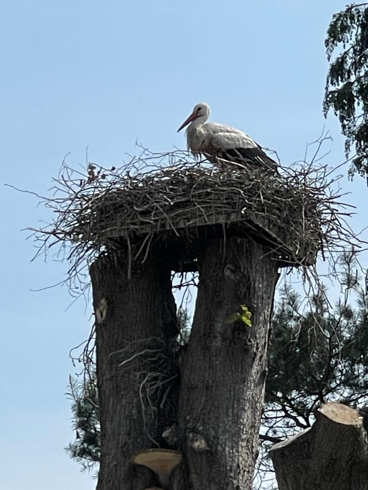 Photo 82 of Oud Avereest 3