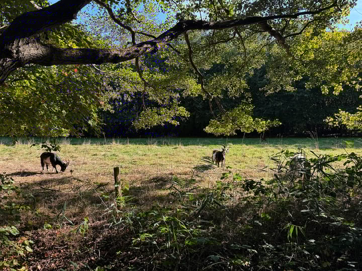 Photo 86 of Oud Avereest 3