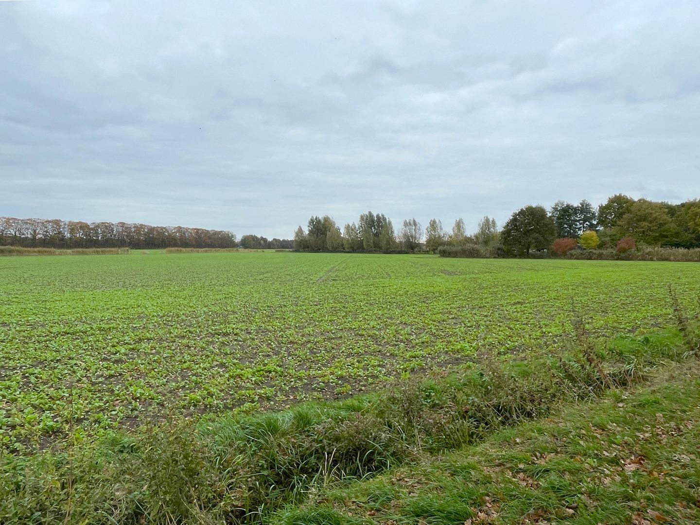 Bekijk foto 2 van Weerscheut