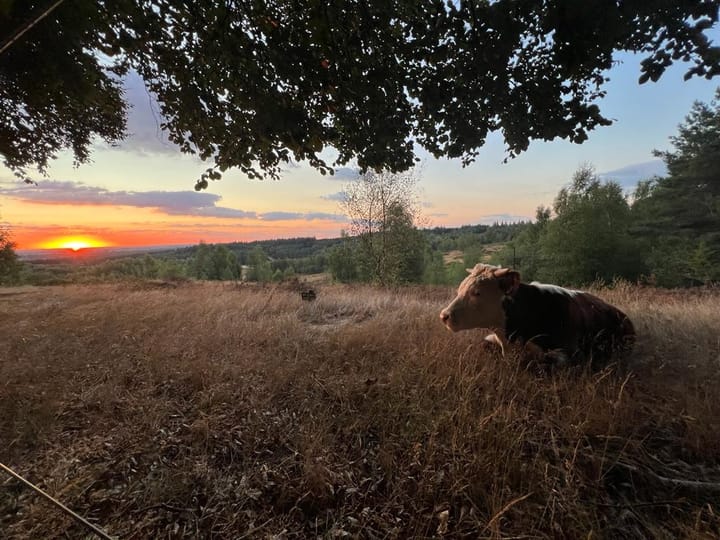 Photo 61 of Jacobaweide 14