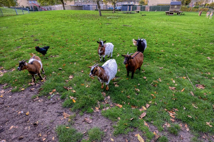 Foto 30 van Merelstraat 8