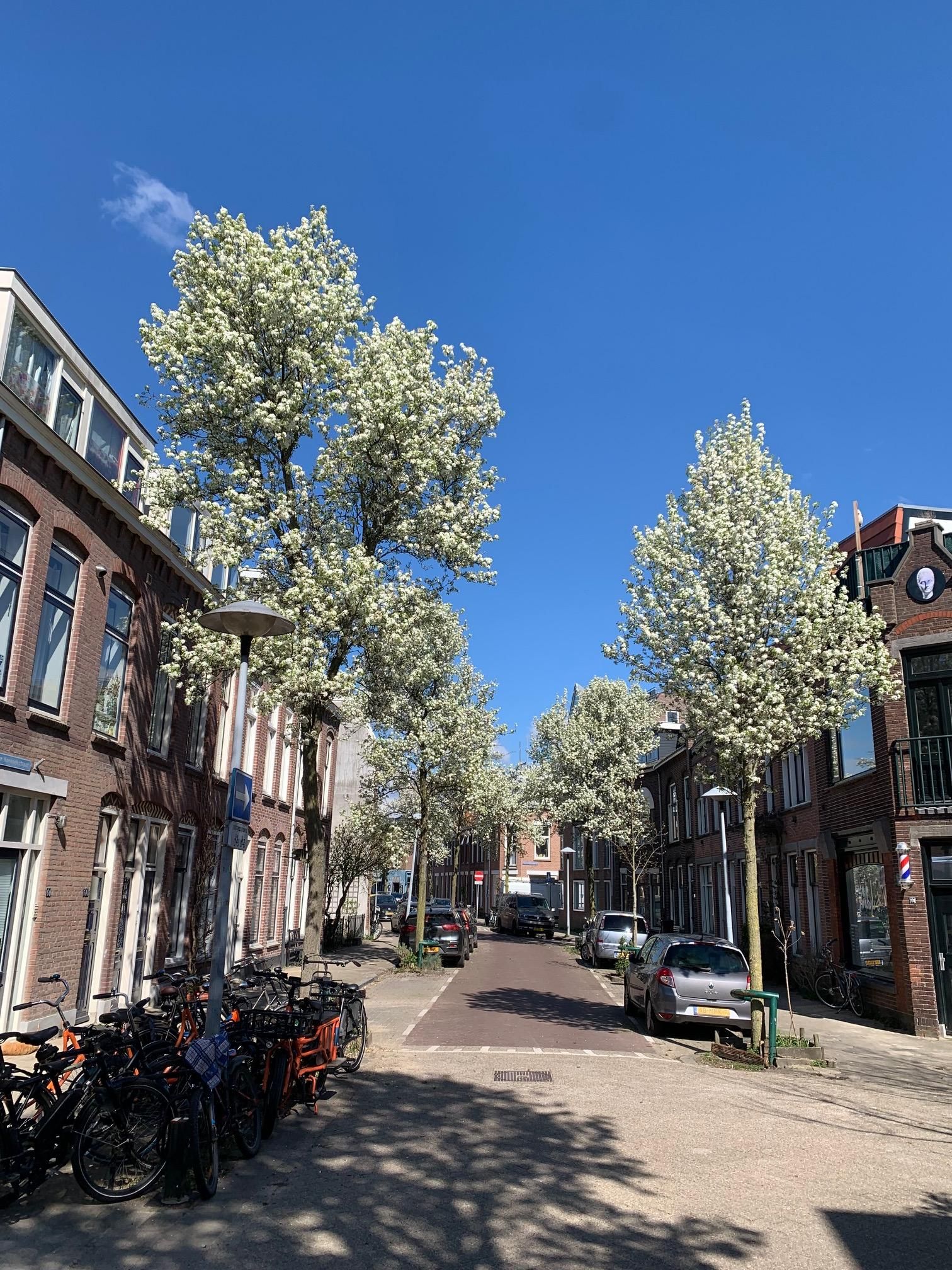 Foto 39 van Nieuwe Koekoekstraat 66-BS