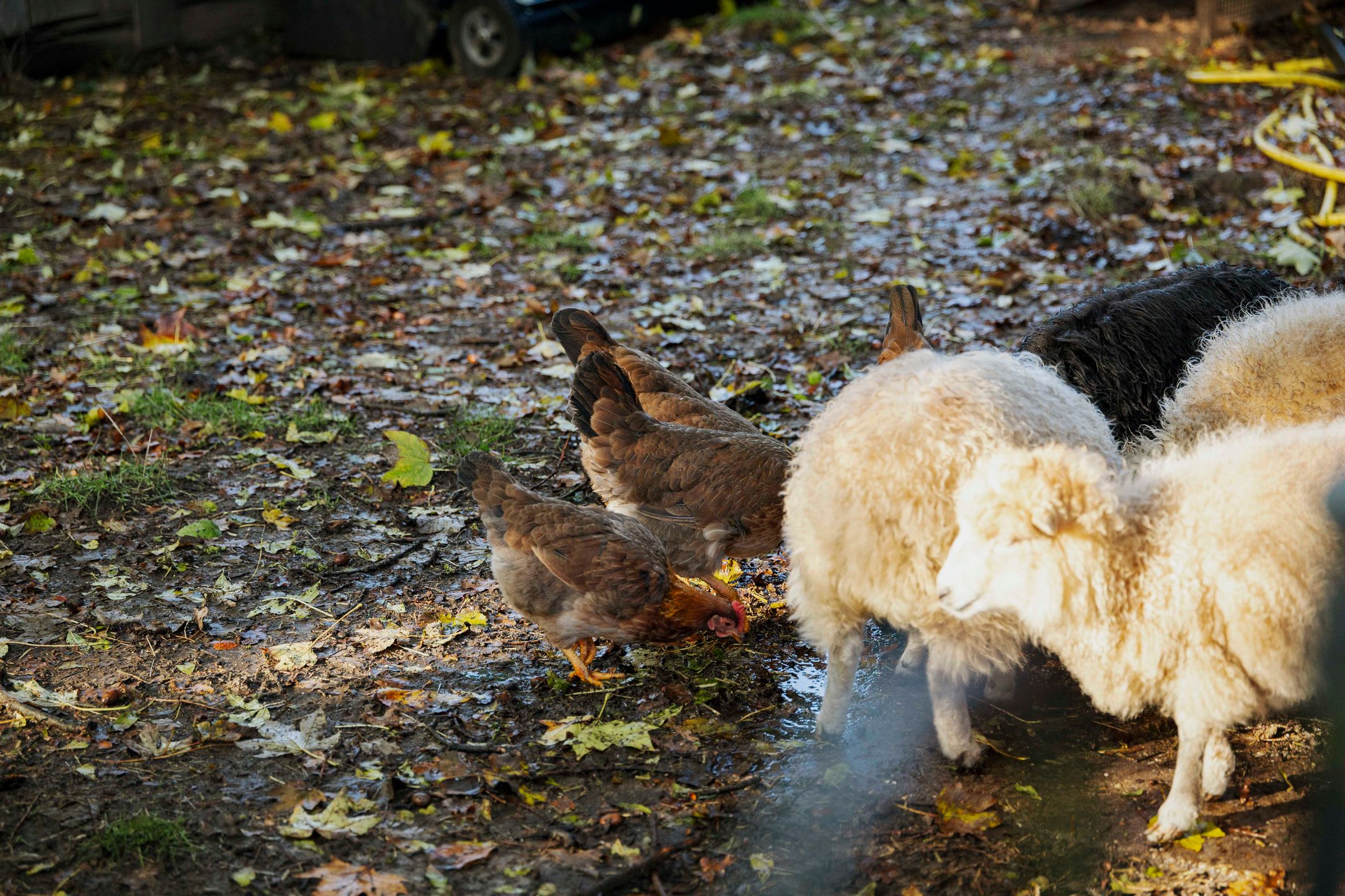 Photo 63 of Wethouder A.G. Dekkerlaan 38