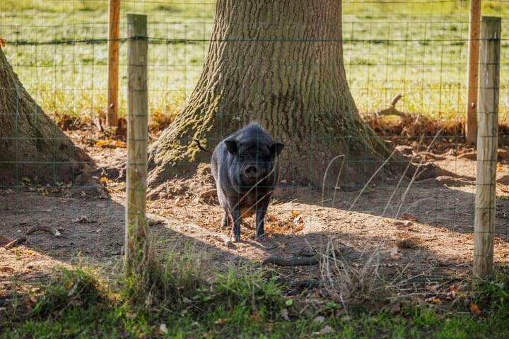 Photo 64 of Spanjaardsdijk 50-A