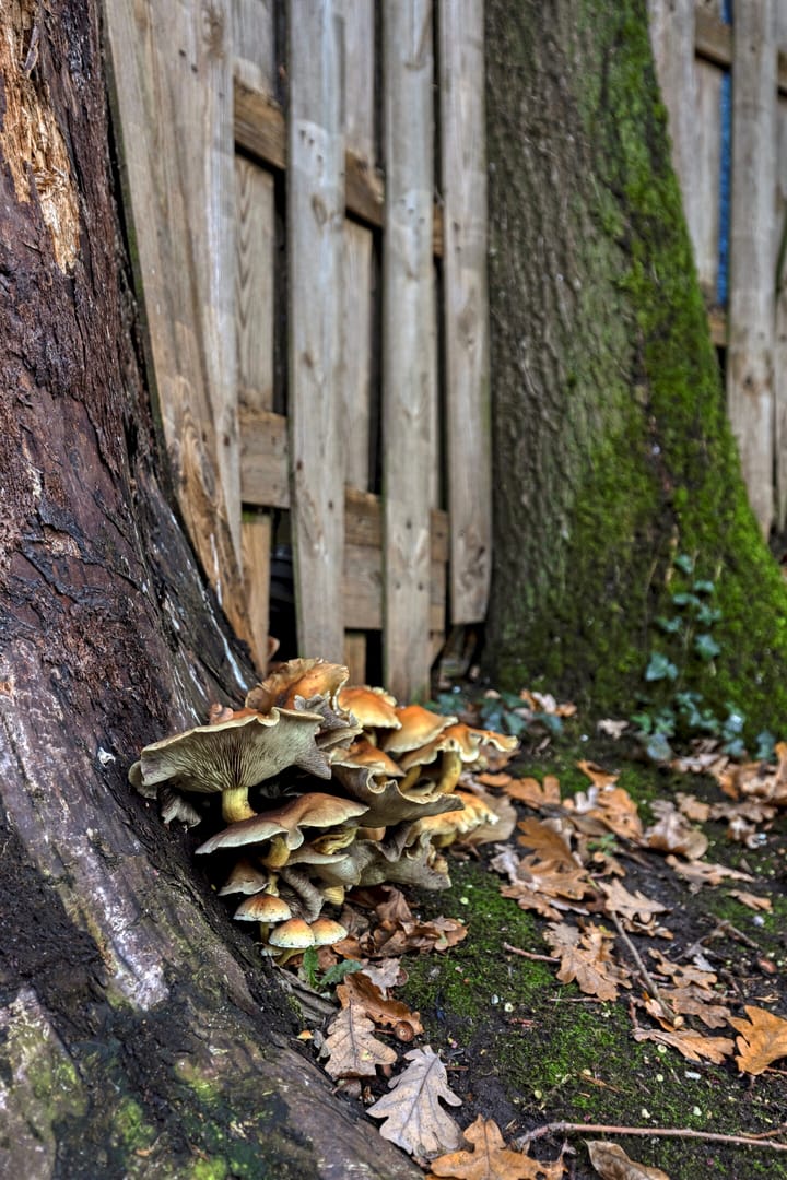 Foto 52 van Buitenerf 81