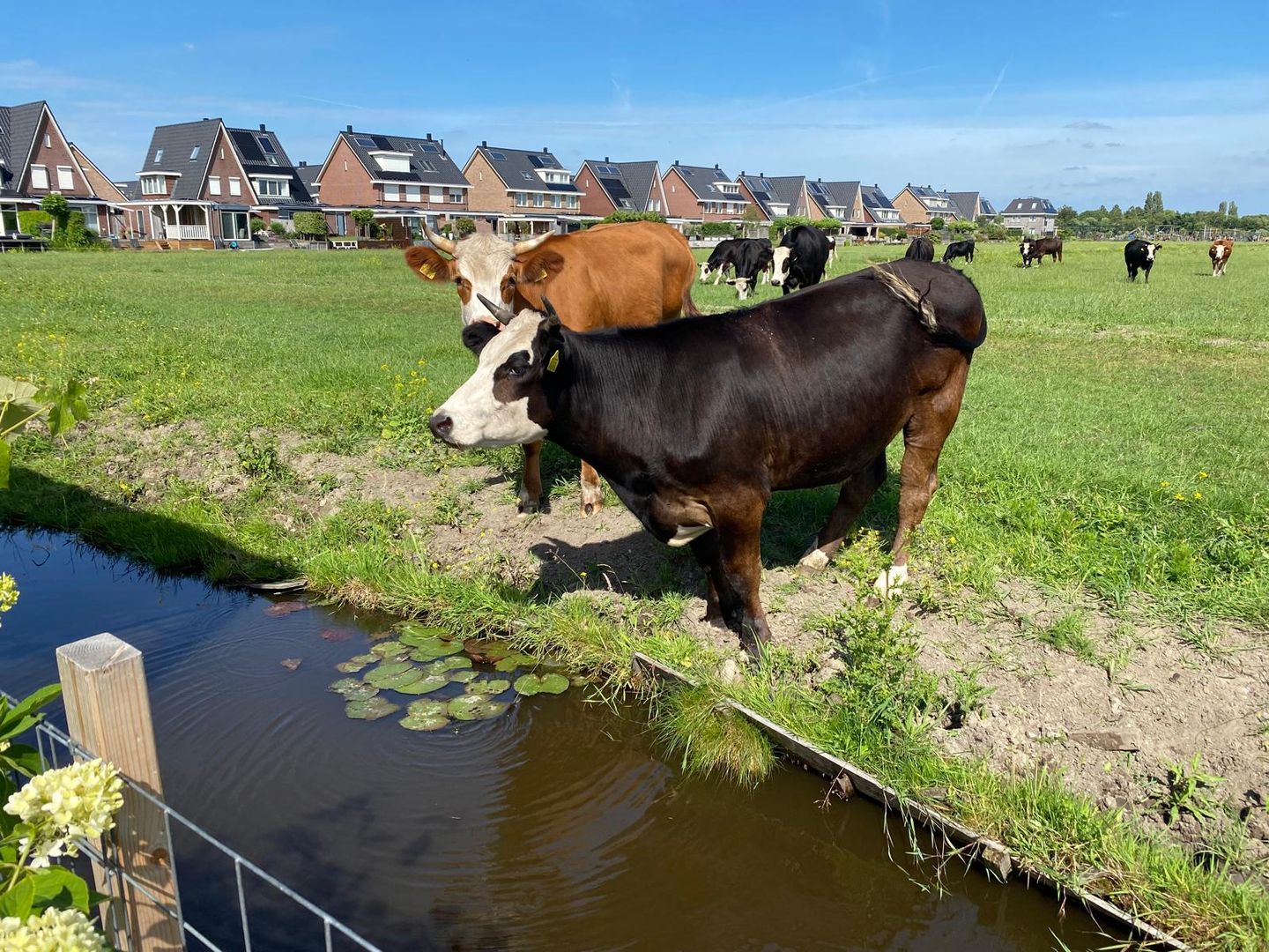 Foto 65 van Hooilaan 14