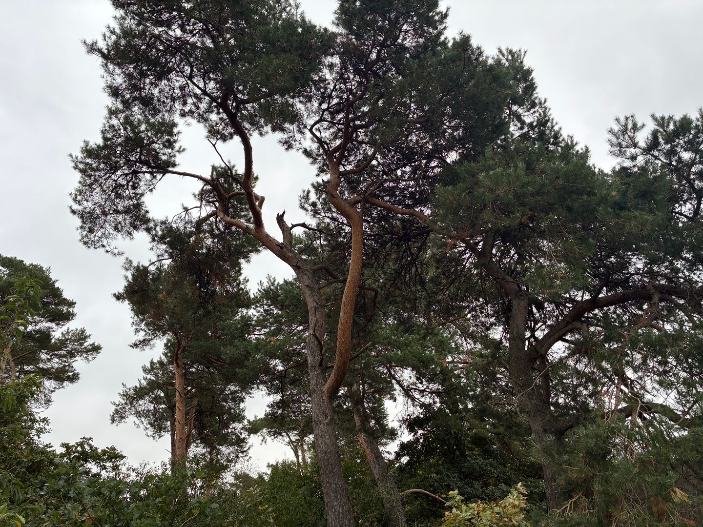 Bekijk foto 2 van Witveldweg