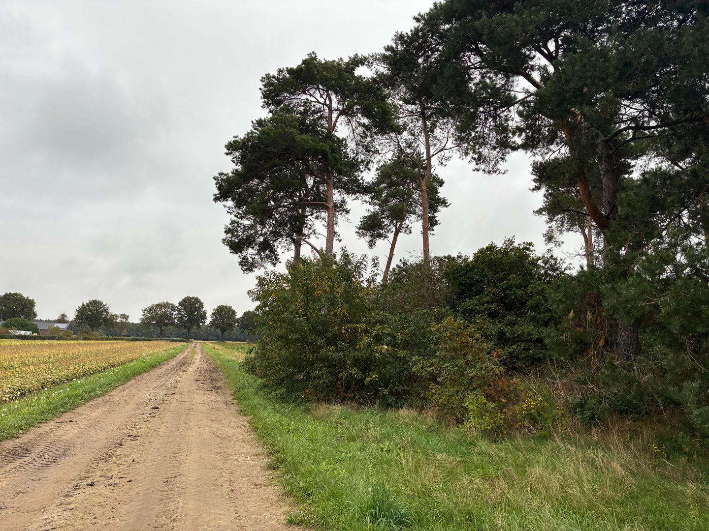 Bekijk foto 3 van Witveldweg