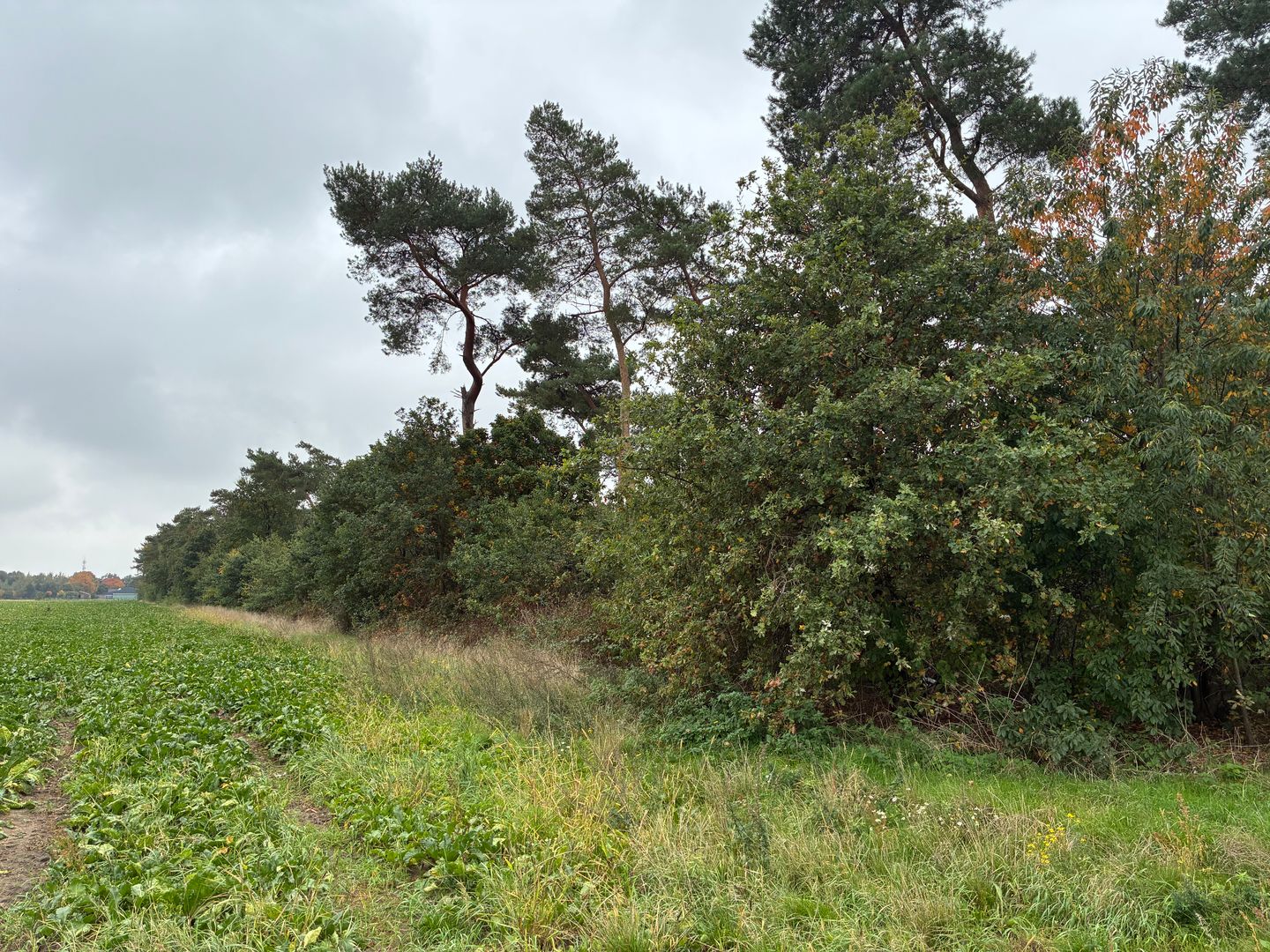 Bekijk foto 4 van Witveldweg