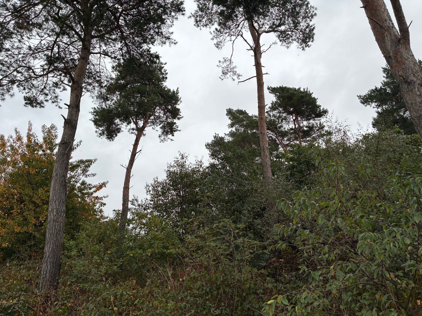 Bekijk foto 5 van Witveldweg