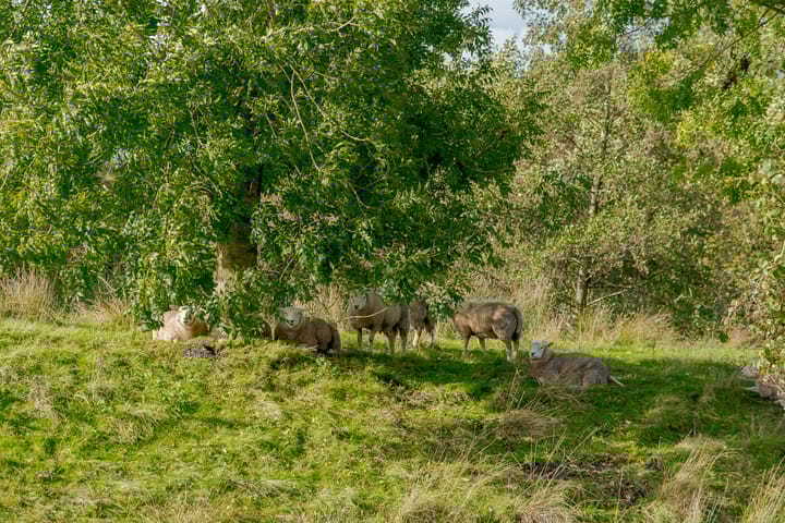 Foto 13 van Kamperfoelie 11