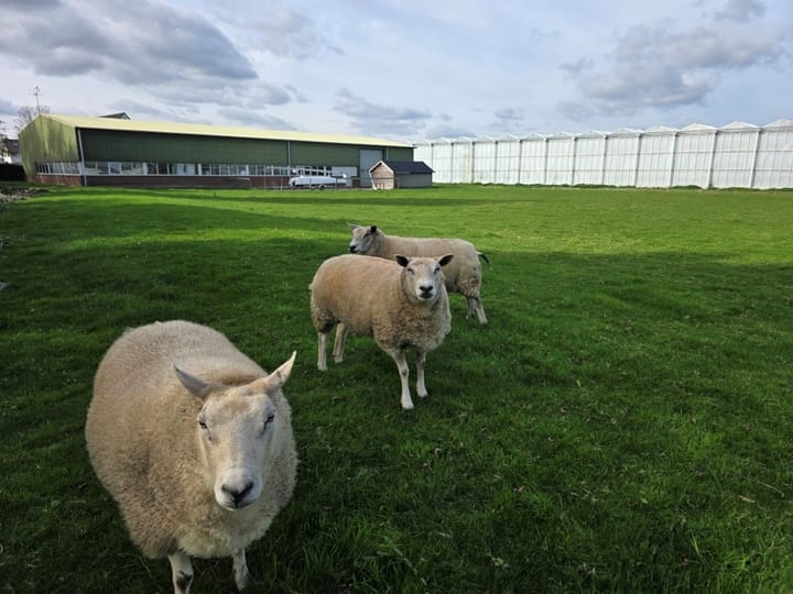 Foto 23 van Strikkade 47